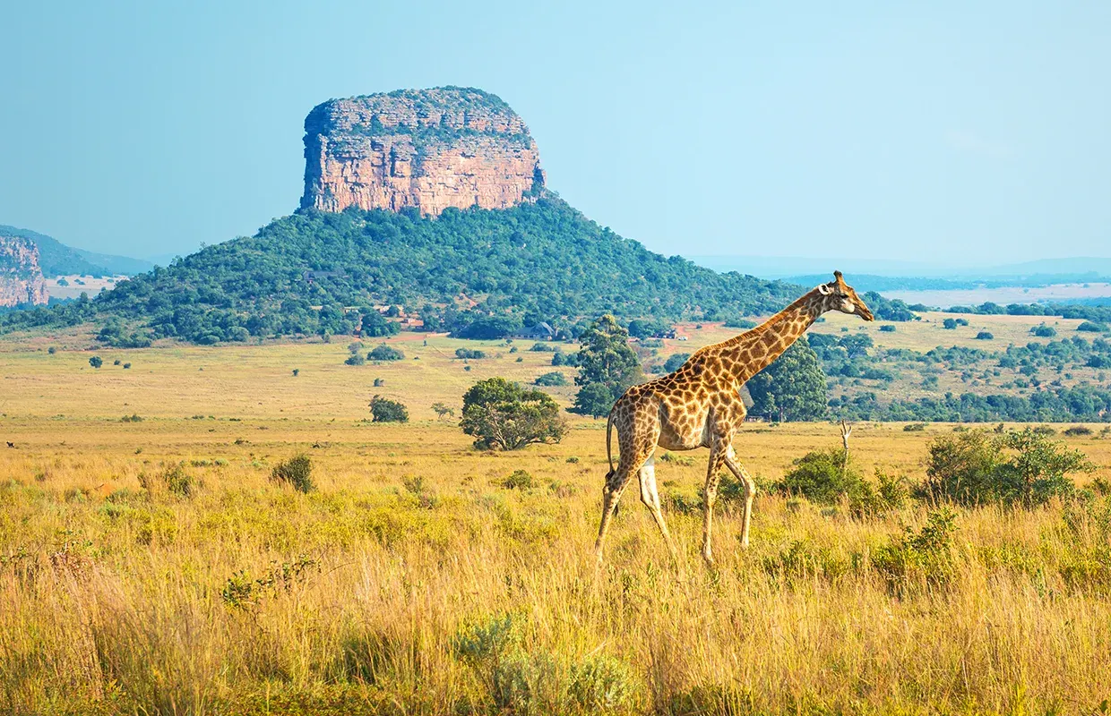 Limpopo-KRUGER-NATIONAL-PARK-IN-FOCUS-Main