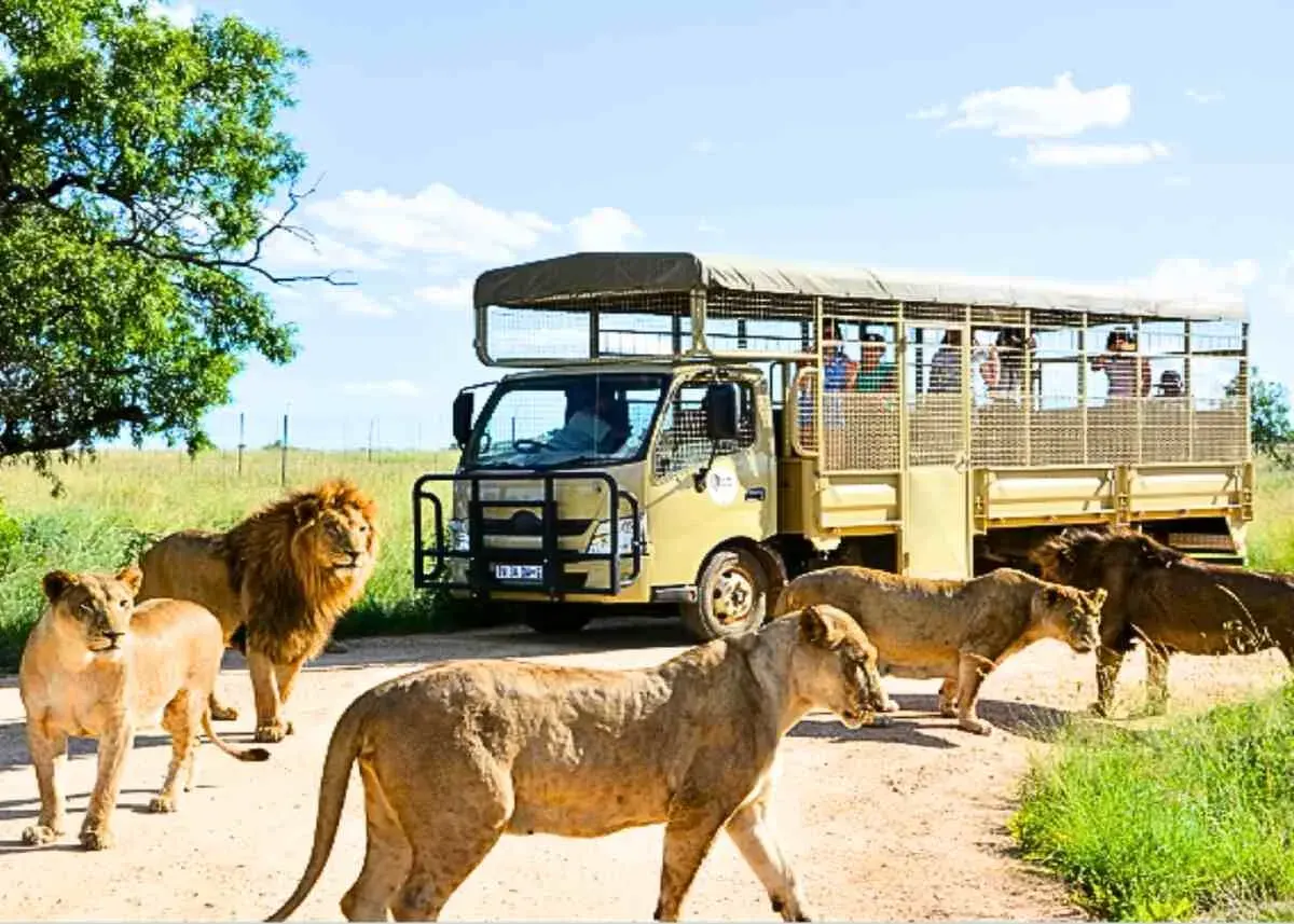 lion-safari-park
